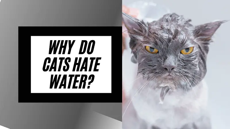 title image for why do cats hate water 