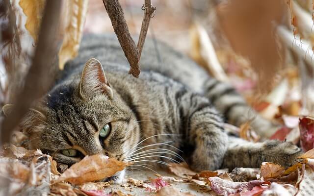 An image showing a grey and black tortoiseshell cat lying on ground with dried leaves