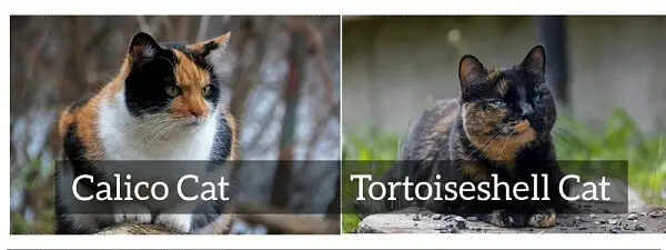 An image comparing a Calico and Tortoiseshell cat 