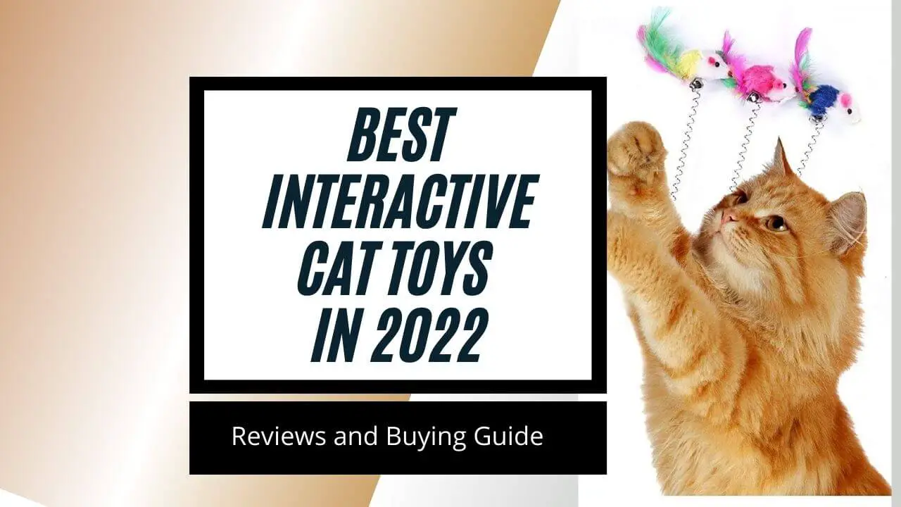 Best Interactive Toys for cats in India