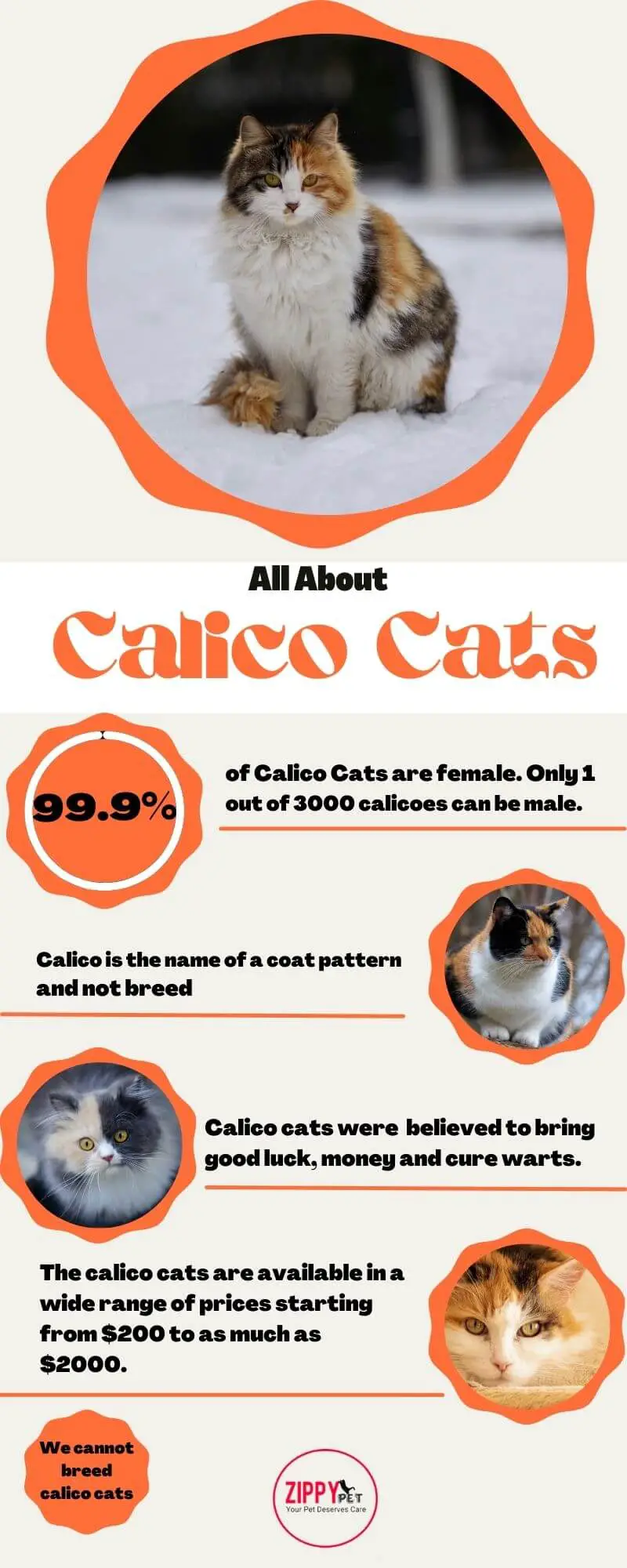 Calico Cat Inforgraphic