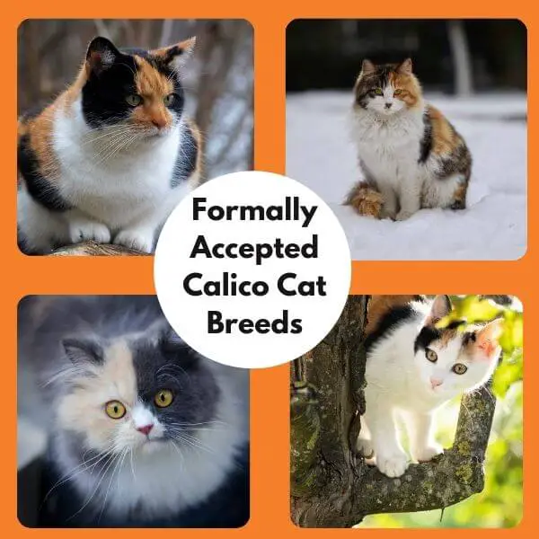 An image showing four Calico cats of different  breeds