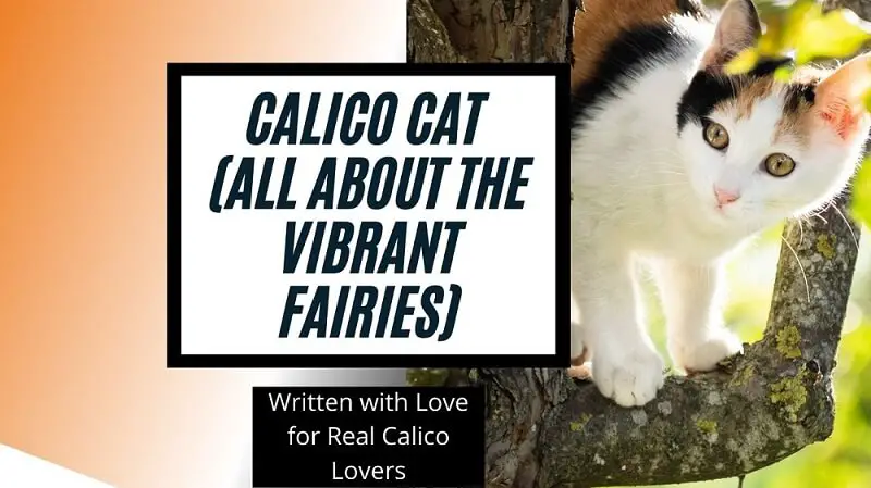 Title Image for Calico Cat Information Blog post