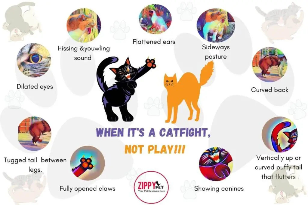 This infographic is showing signs about when it's a catfight and not play