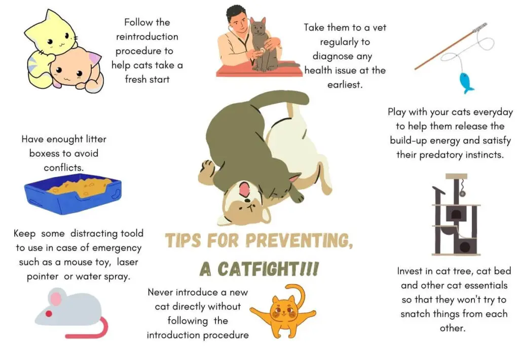 this infographic is showing tips to stop and prevent a catfight