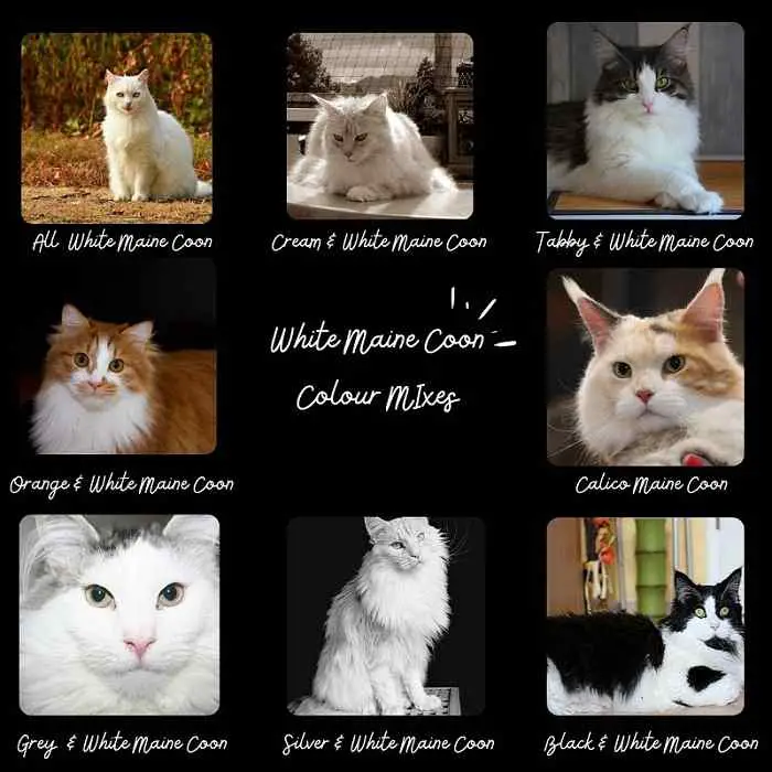 A collage showing white maine coon colour mixes