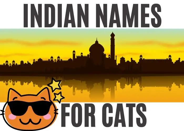 An image showing Persian Cat names Indian