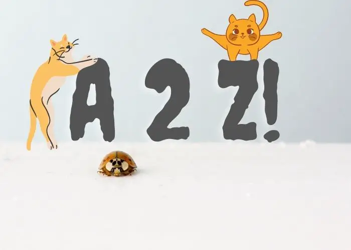 Graphics of two orange cats playing on the letters A and Z and a bug crawling on the snow