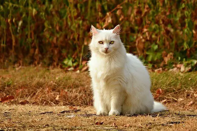 An image showing white Maine Coon sitting outside on dry grass 
