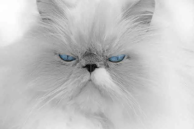 Blue eyed white fur Persian cat