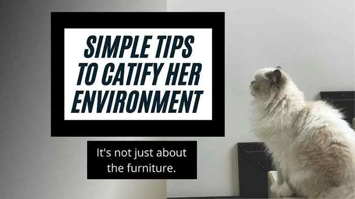 Featured image for blog post how to catify your home