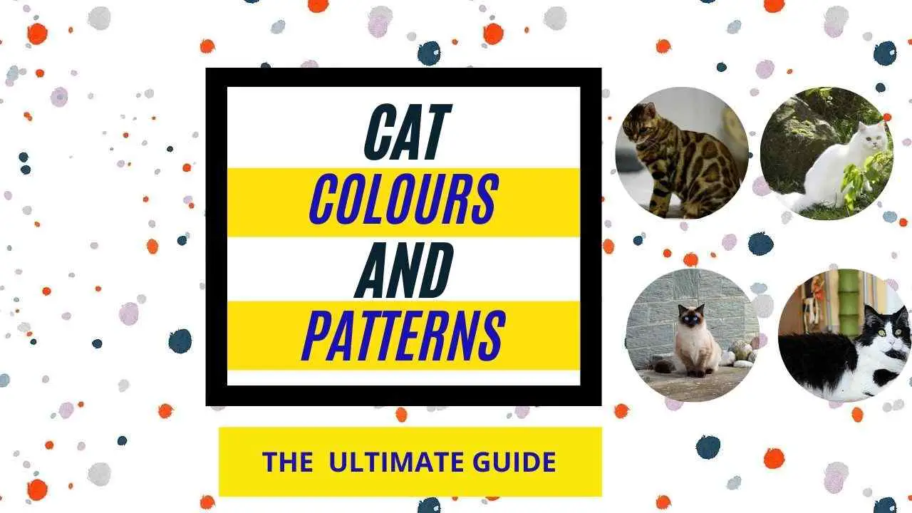 Cat Colours and Patterns- The Ultimate Guide For New Cat Lovers