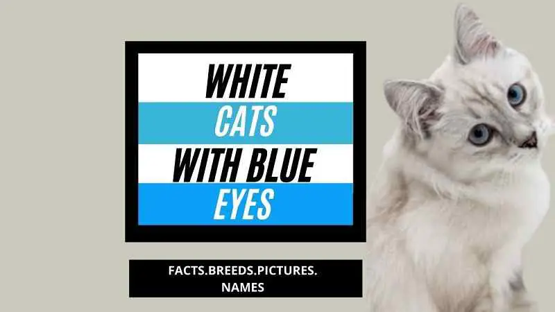 Featured image for the blog post white cats with blu eyes.