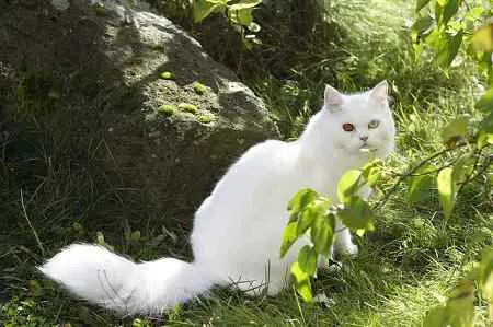 The image shows solid white patterned domestic cat