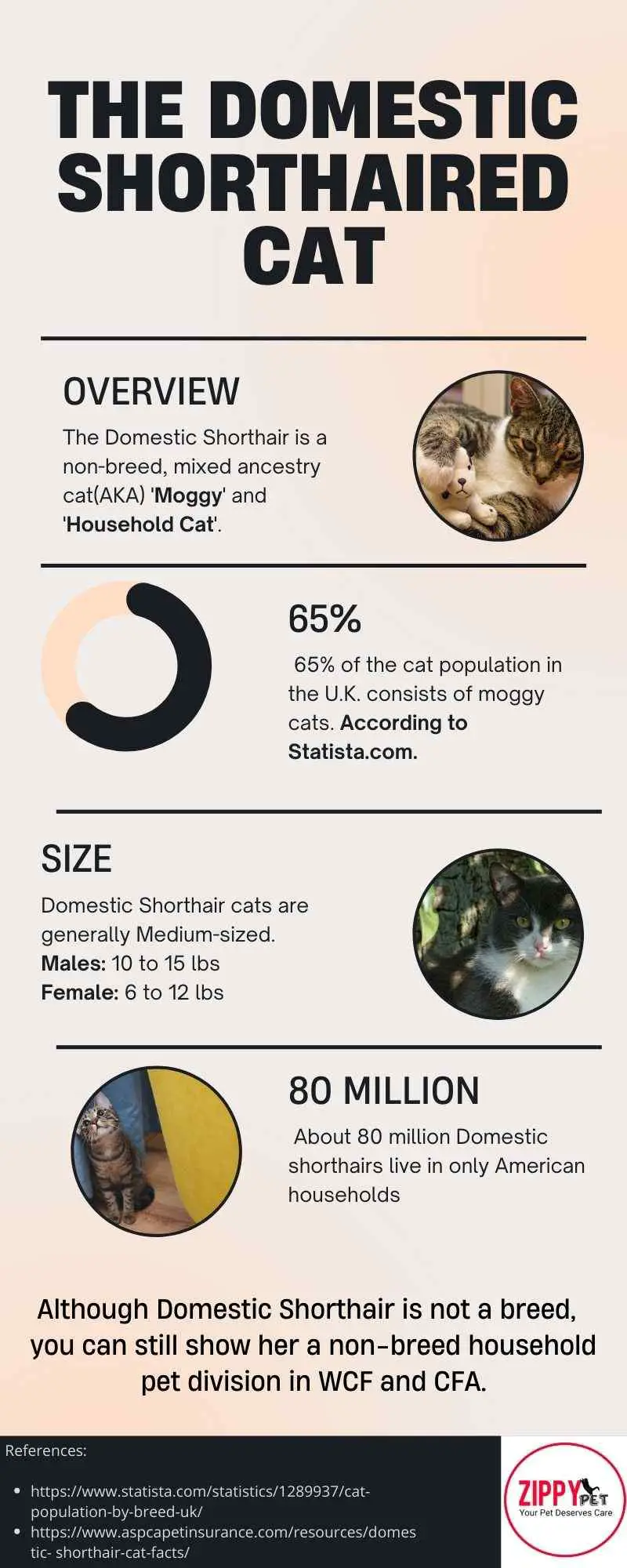 This Infographic shows Facts about the Domestic Shorthaired Cats