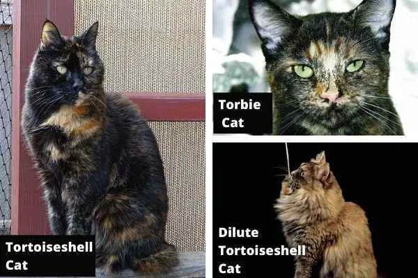 This collage shows 3 tortoiseshell patterns found in cats