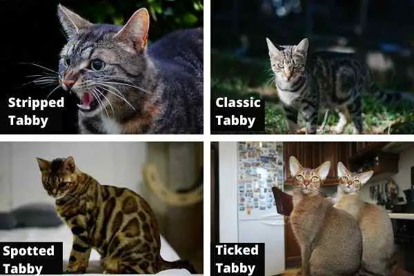 This collage shows 4 tabby patterns found in cats