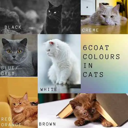 This collage shows 6 basic Colours fond in cats
