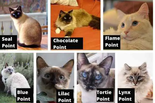 This collage shows 7 colourpoint patterns found in cats