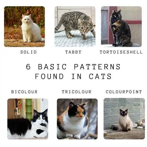 This collage shows basic patterns fond in cats