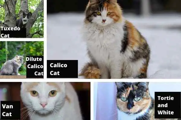 This collage shows bicolour and tricolour patterns found in cats.