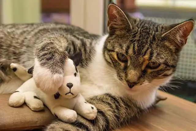 This image shows tabby and White Domestic Shorthaired Cat