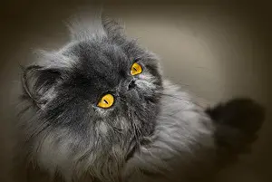 This image peke face smoke black Persian cat with brilliant copper eyes.