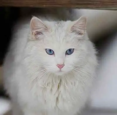 This image show a blue-eyed turkish angora cat