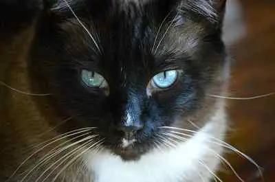 This image shows a blue eyed Balinese Cat.