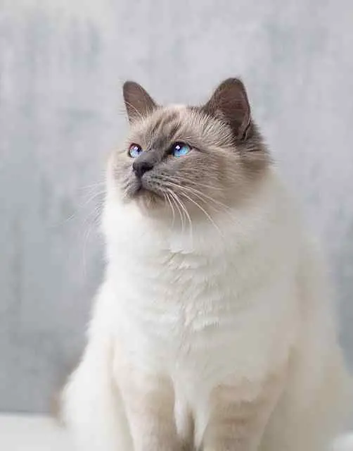 This image shows a blue-eyed Birman cat