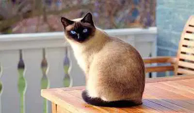 This image shows a blue-eyed Siamese cat