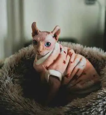 This image shows a blue-eyed Sphynx cat.