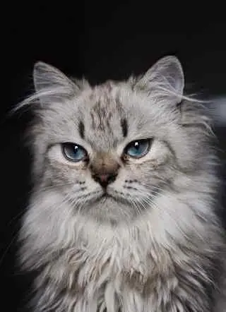 This image shows a blue-eyes Maine Coon kitten