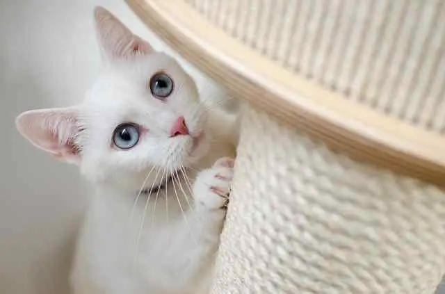 This image shows albino kitten scratching a post.