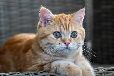 This image shows blue eyed domestic shorthair orange tabby cat.