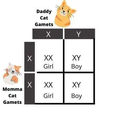 This image shows simplified table to explaing the genetics of sex determination in cats