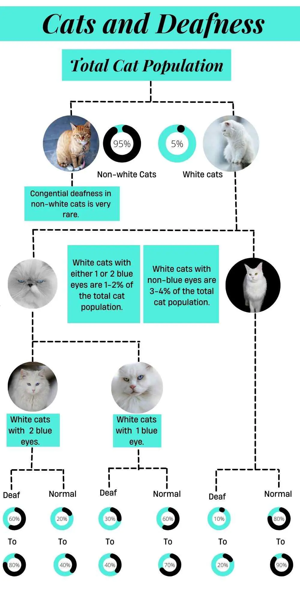 This infographic shows the percentage of deafness in cats