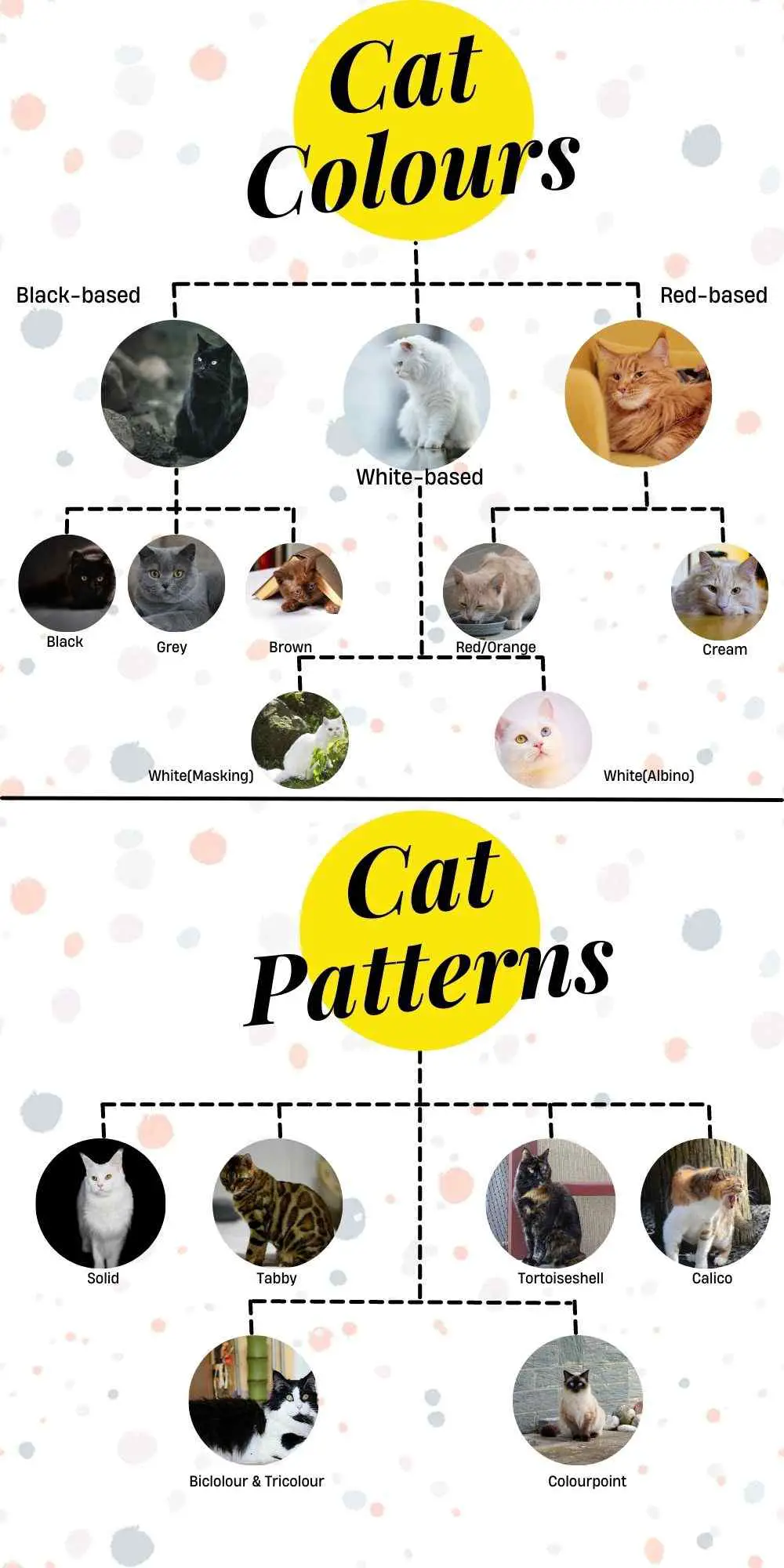 This inforgraphic shows the major colours and patterns found in cats.