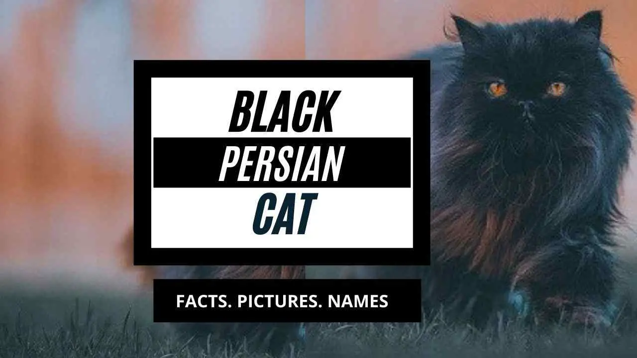 The Black Persian Cat- Zippy Pet