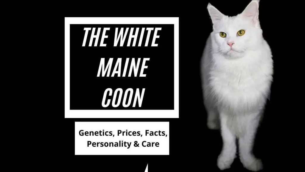 Title Image for blog post White Maine Coon