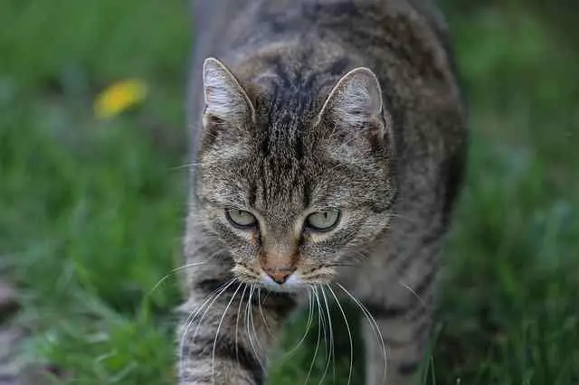 an image showing grey mackerel Tabby Domestic Shorthaired Cat
