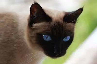 This image shows blue eyed tonkinese cat.