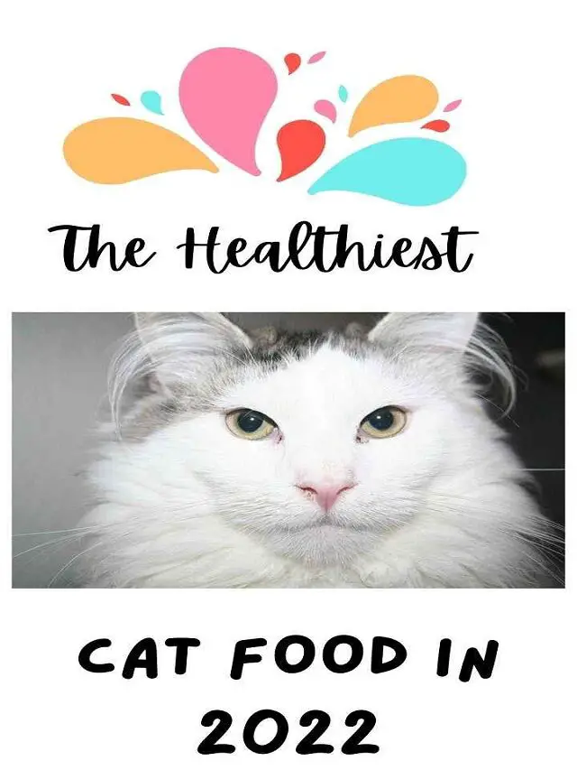 The Healthiest Cat Foods in 2022