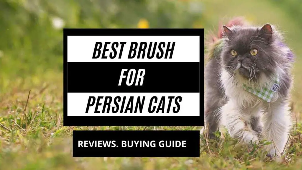 Featured image for the blog post best BRUSH for persian cats