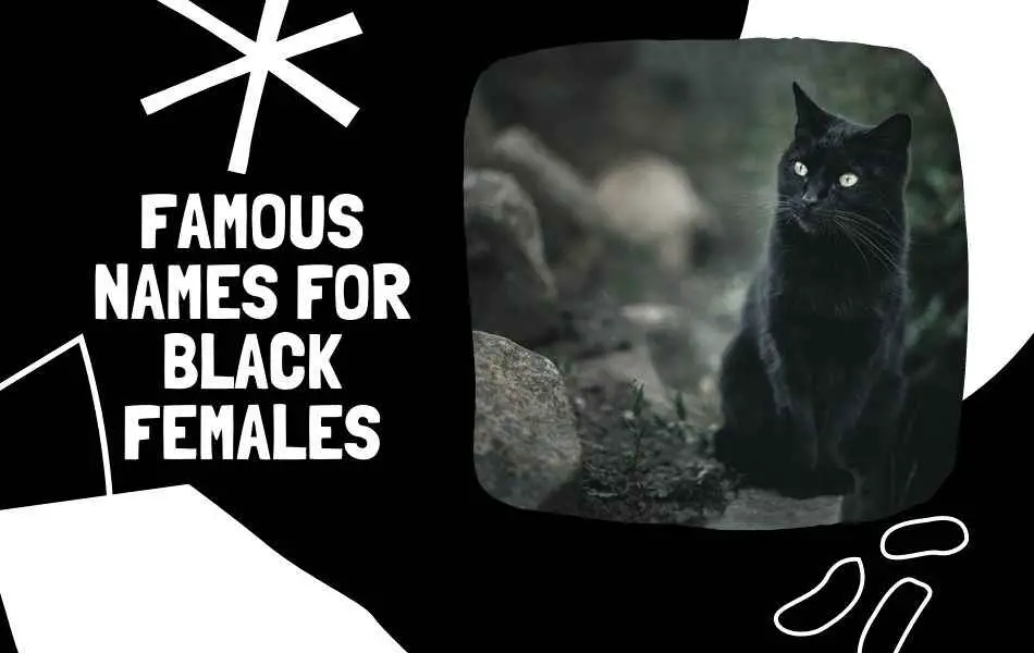 FAMOUS names for BLACK Female Cats