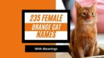 Featured image for the blog post FEMALE orange cat names