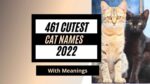 Featured image for the blog post cat names