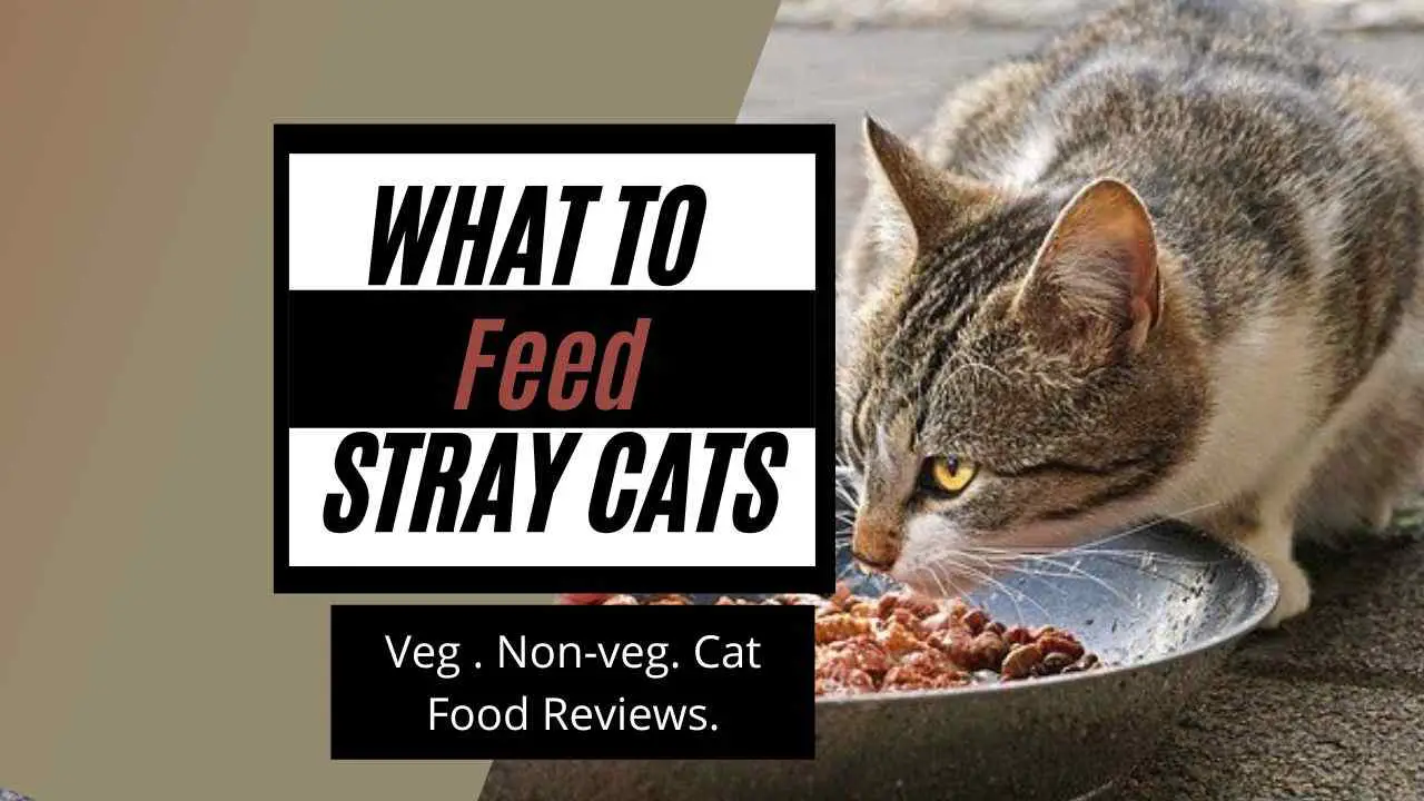 Featured image for the blog post what to feed stray cats