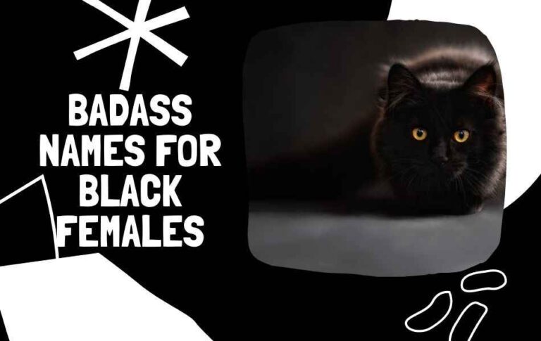 288-black-cat-names-for-females-with-meanings-2022-list