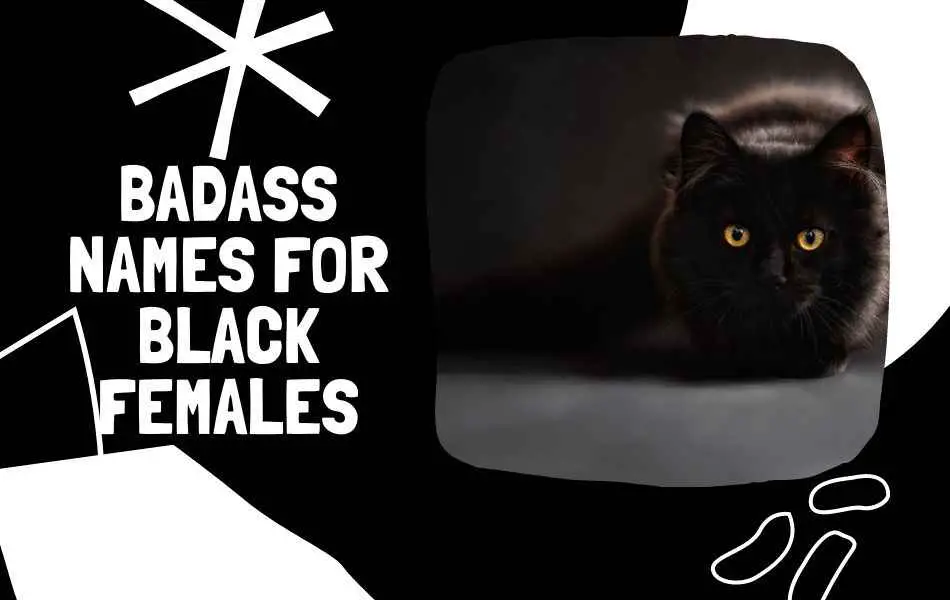 Names for Badass BLACK Female Cats